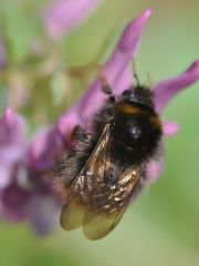 Bombus pratorum